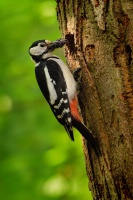 Strakapoud velky - Dendrocopos major - Great Spotted Woodpecker 1071